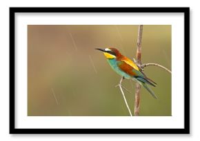 Żołna (Merops apiaster)
