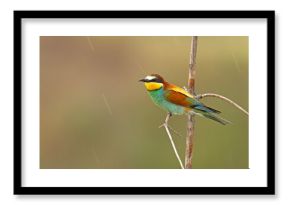Żołna (Merops apiaster)