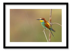 Żołna (Merops apiaster)