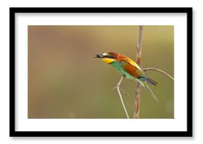Żołna (Merops apiaster)