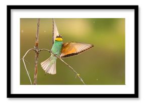 Żołna (Merops apiaster)