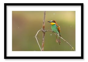 Żołna (Merops apiaster)
