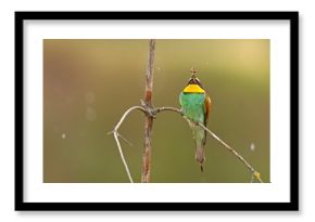 Żołna (Merops apiaster)