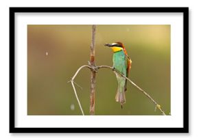 Żołna (Merops apiaster)