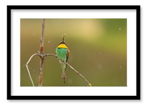 Żołna (Merops apiaster)