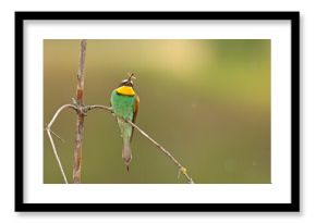 Żołna (Merops apiaster)