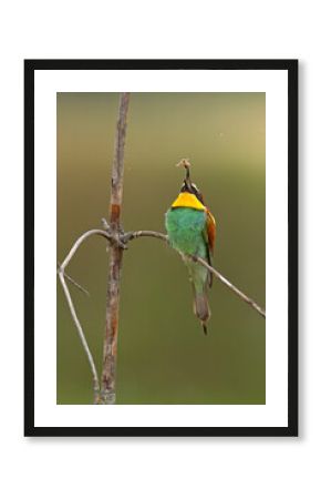 Żołna (Merops apiaster)