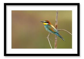 Żołna (Merops apiaster)