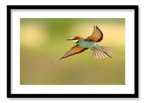 Żołna (Merops apiaster)