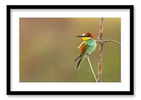 Żołna (Merops apiaster)