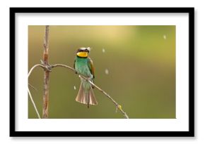 Żołna (Merops apiaster)