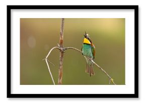Żołna (Merops apiaster)