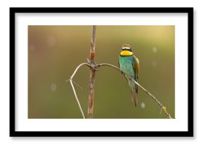 Żołna (Merops apiaster)