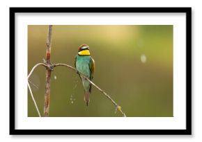 Żołna (Merops apiaster)