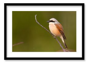Gąsiorek (Lanius collurio)