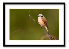 Gąsiorek (Lanius collurio)