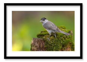 Kapturka (Sylvia atricapilla) 