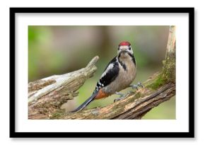 Dzięcioł duży (Dendrocopos major)