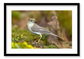 Piecuszek (Phylloscopus trochilus)