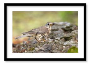paszkot (Turdus viscivorus)