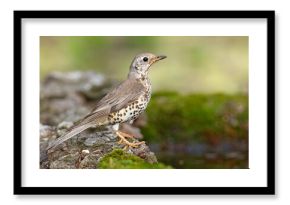 paszkot (Turdus viscivorus)