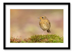 Rudzik (Erithacus rubecula) 