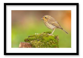 Rudzik (Erithacus rubecula) 