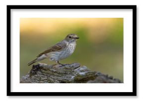 Muchołówka szara (Muscicapa striata)