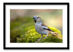 Grubodziób (Coccothraustes coccothraustes)