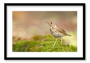 śpiewak (Turdus philomelos)
