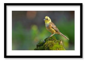 Trznadel (Emberiza citrinella)
