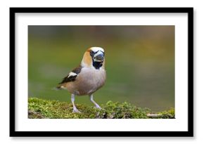 Grubodziób (Coccothraustes coccothraustes)