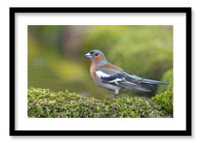 Zięba (Fringilla coelebs)