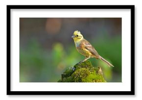 Trznadel (Emberiza citrinella)