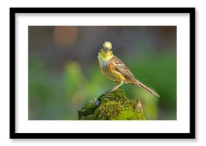 Trznadel (Emberiza citrinella)