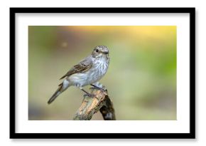 Muchołówka szara (Muscicapa striata)
