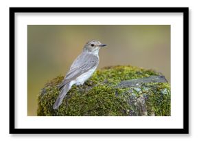 Muchołówka szara (Muscicapa striata)