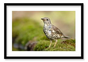 paszkot (Turdus viscivorus)