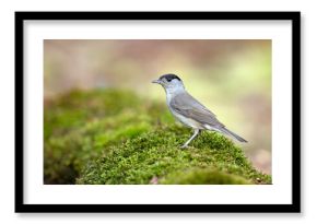 Kapturka (Sylvia atricapilla) 