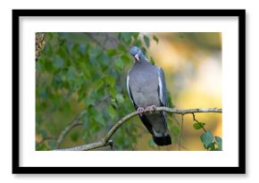 Grzywacz (Columba palumbus)