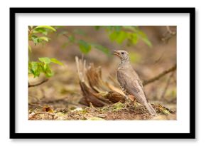 paszkot (Turdus viscivorus)