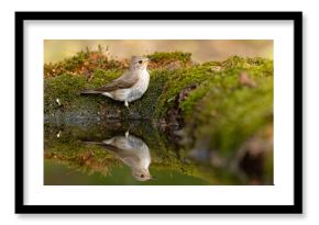 Muchołówka szara (Muscicapa striata)
