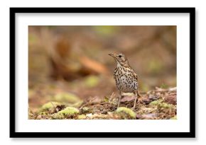 śpiewak (Turdus philomelos)