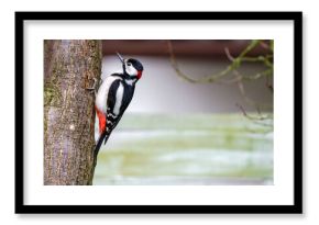 dzięcioł duży (Dendrocopos major) na drzewie