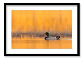 Krzyżówka (Anas platyrhynchos)