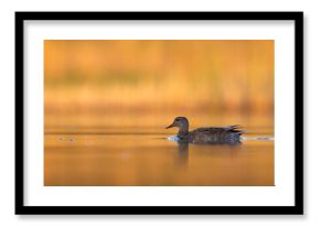 Krakwa (Mareca strepera)