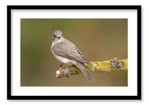 Muchołówka szara (Muscicapa striata)
