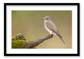 Muchołówka szara (Muscicapa striata)