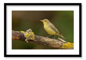 Zaganiacz (Hippolais icterina)