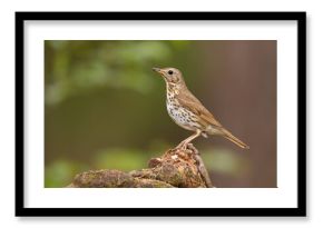 Śpiewak (Turdus philomelos)